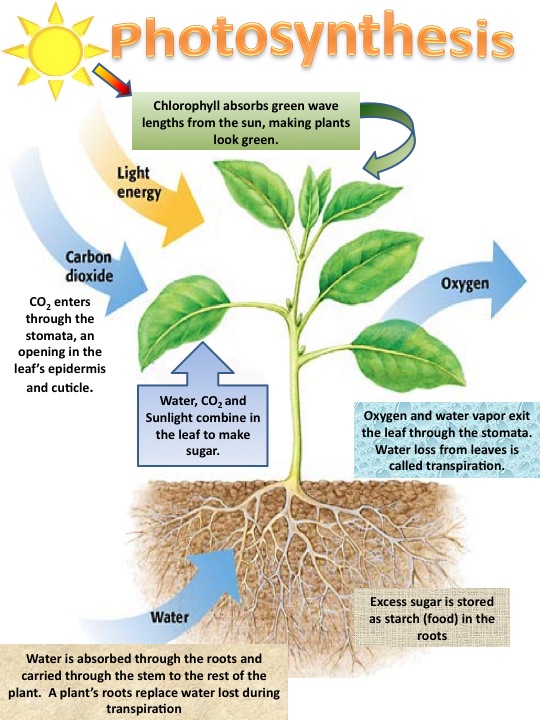An analysis of the process of photosynthesis in plants