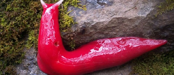 pink slug