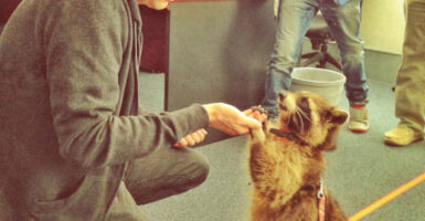 James Gunn with real raccoon