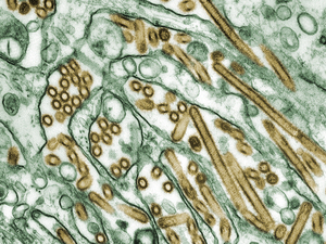 H5N1 avian flu viruses 