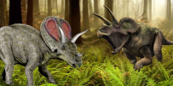Torosaurus v. Triceratops  us