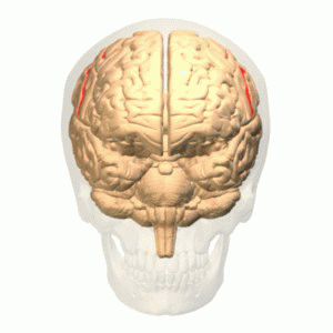 Central_sulcus