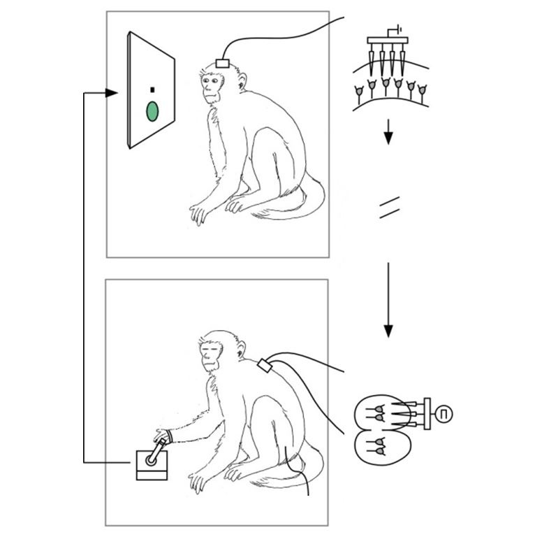 monkey-neural-prosthesis