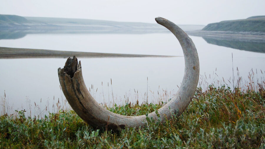 mammoth tusk