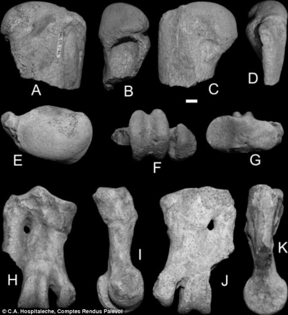 colossus penguin bones