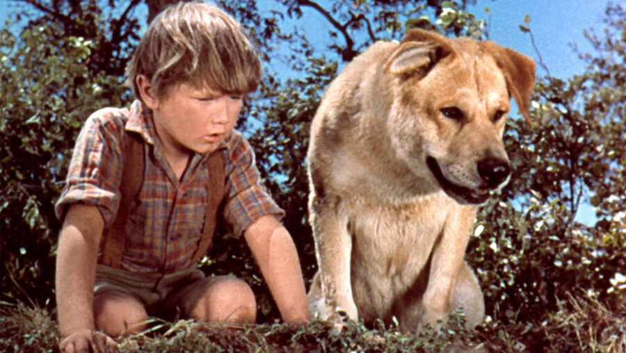 Old Yeller is a best Disney Plus movie