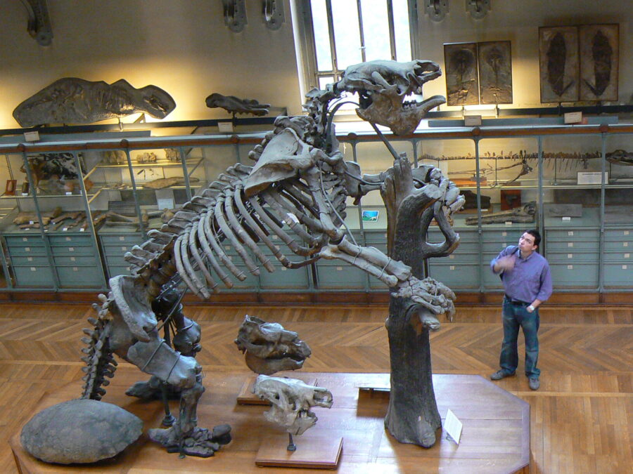 giant sloth fossil