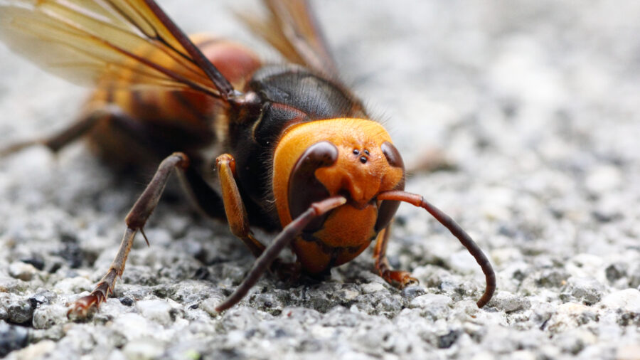 giant murder hornets