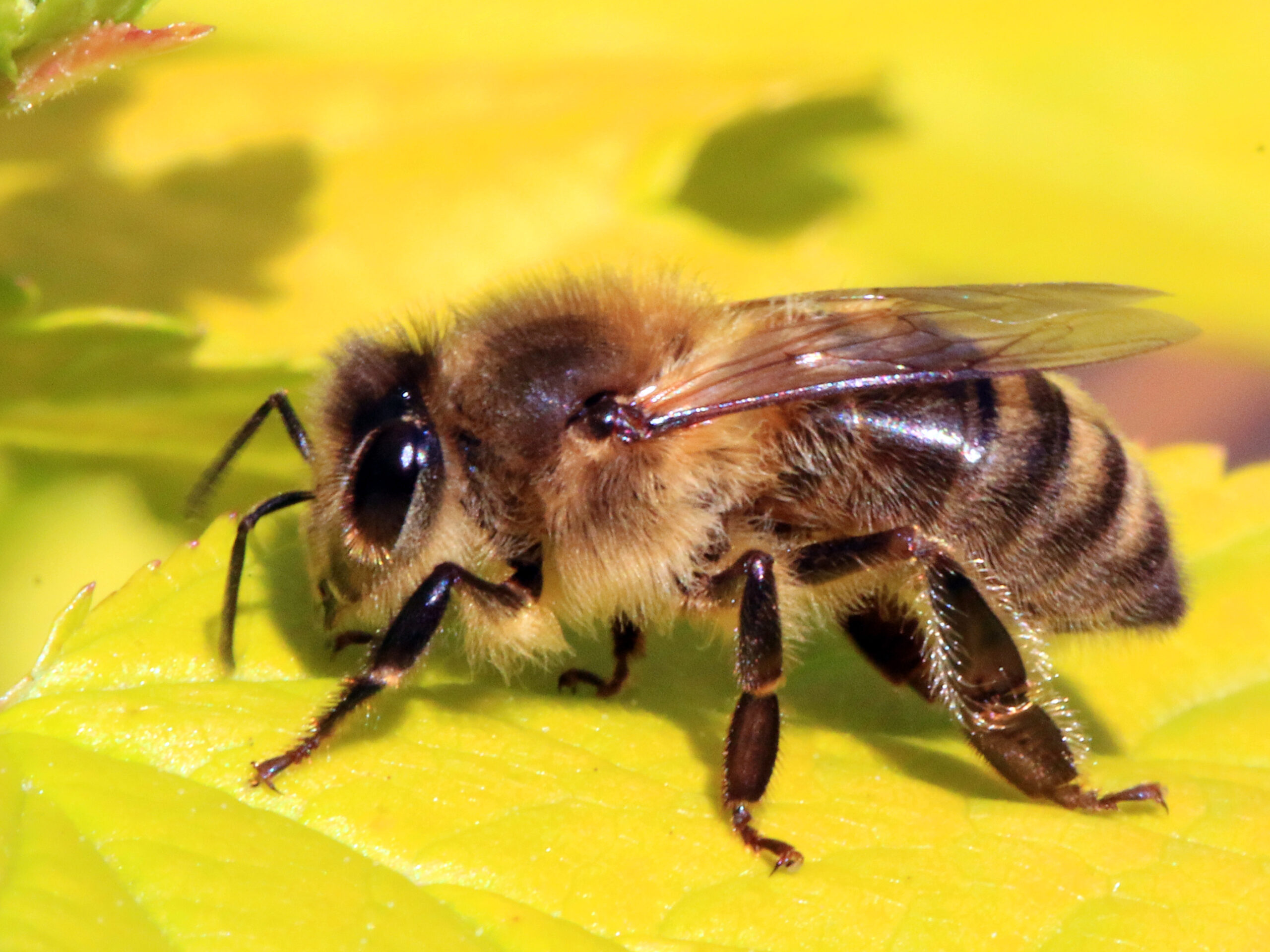 bee honeybee bees
