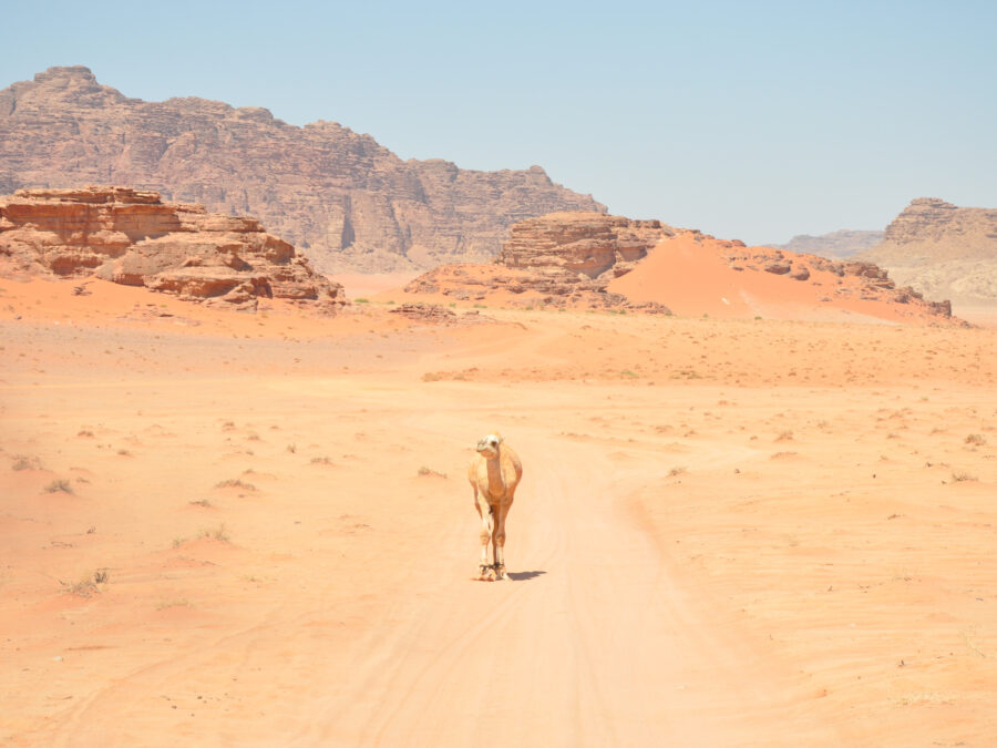 desert camel