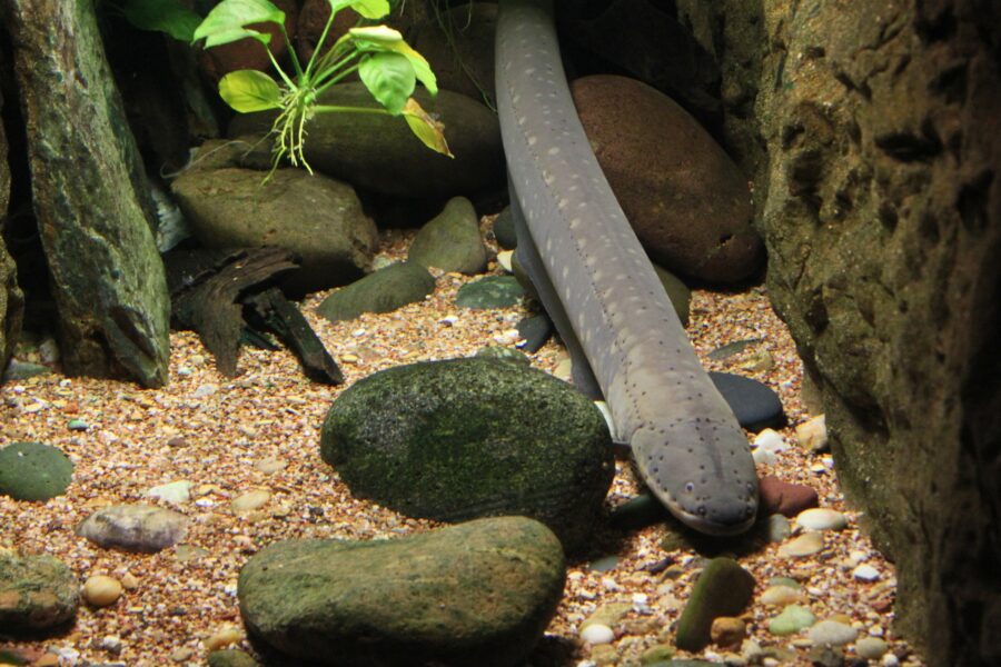 electric eels