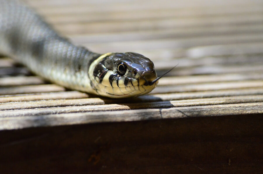 reptile in the grass