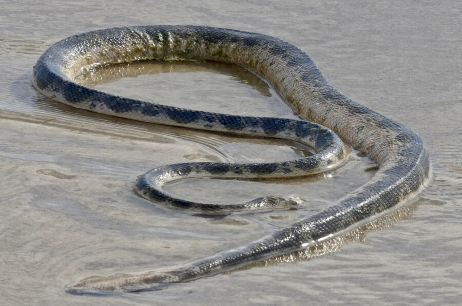 sea snake