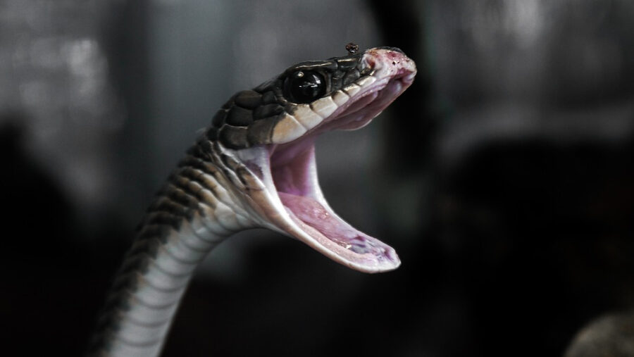 WATCH: This man catching Black Mamba, one of the most deadliest