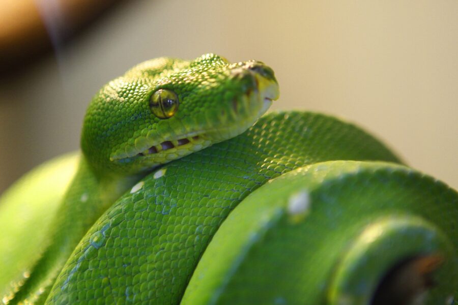 bright green reptile