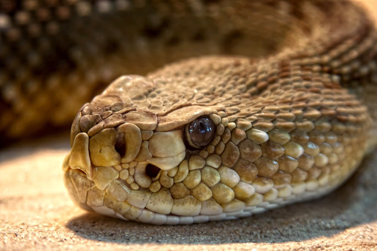 Highly Venomous Snake Thought To Be Extinct Is Rediscovered