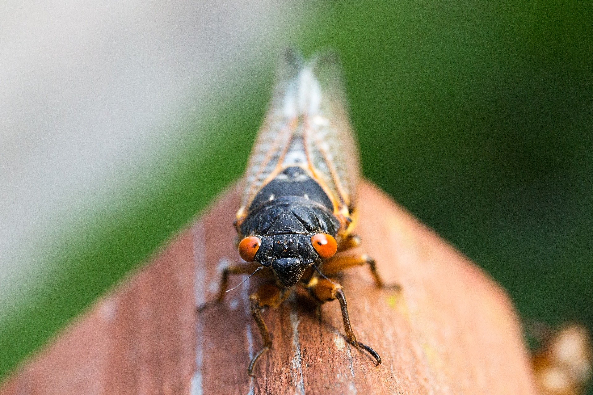 cicadas