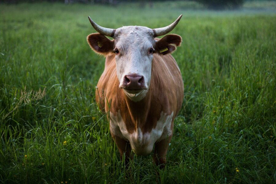 oregon cows