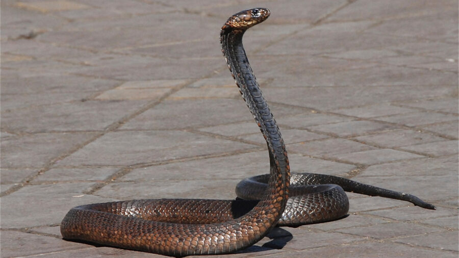 snake