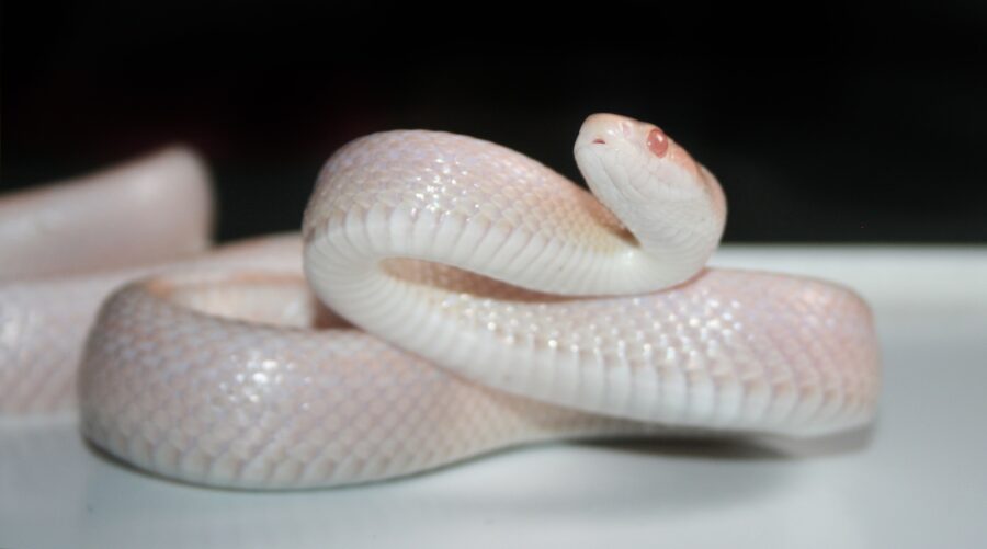 albino snake