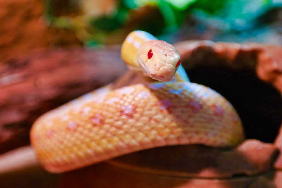 snake albino