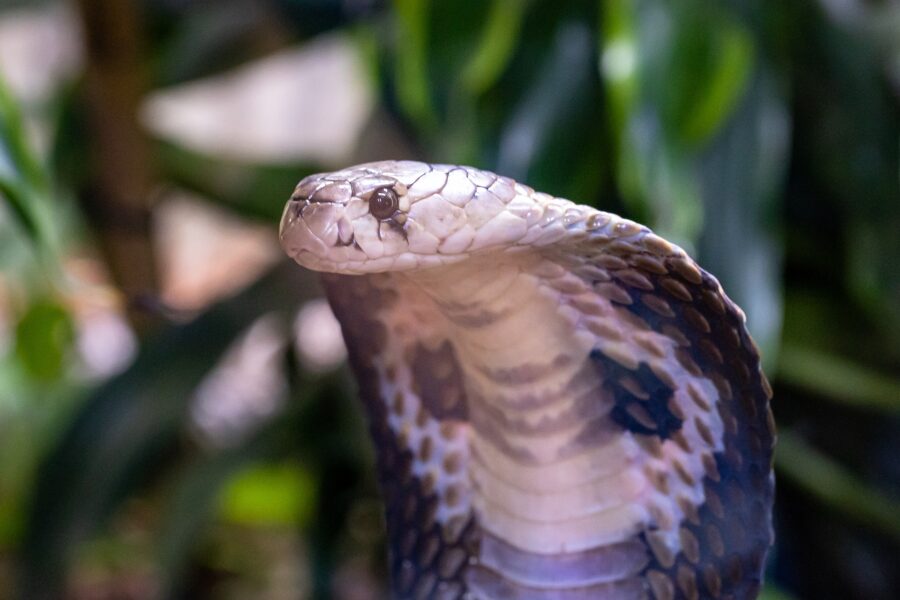 snake zebra cobra