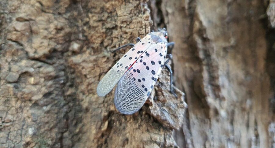 spotten lanternfly