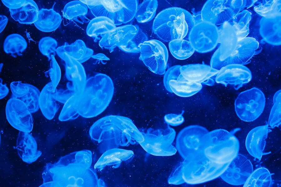 jellyfish