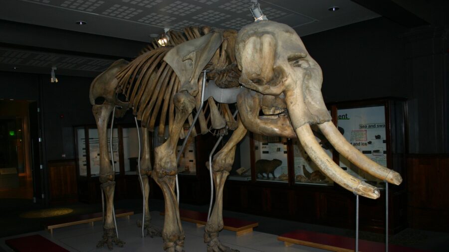 wooly mammoth