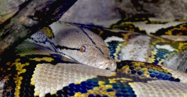 snake python