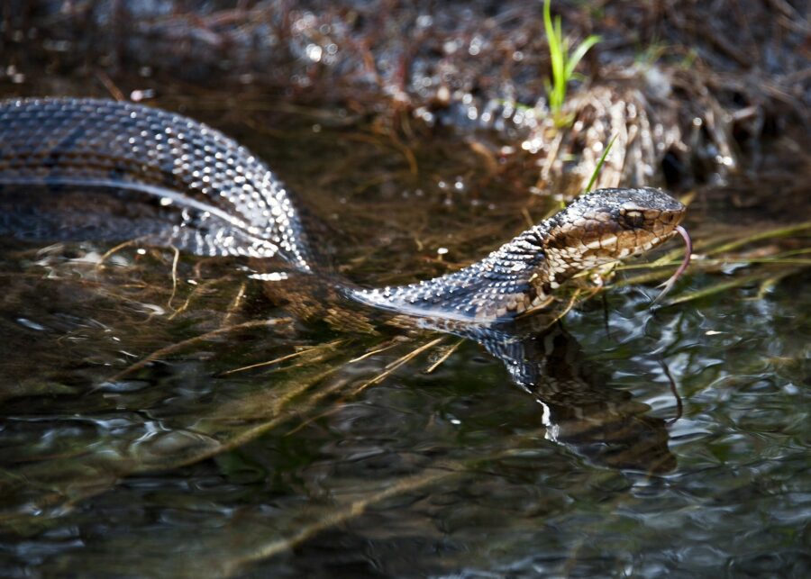 snakes water moccasin cottonmouth viper