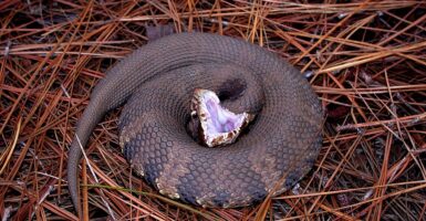 snakes water moccasin cottonmouth