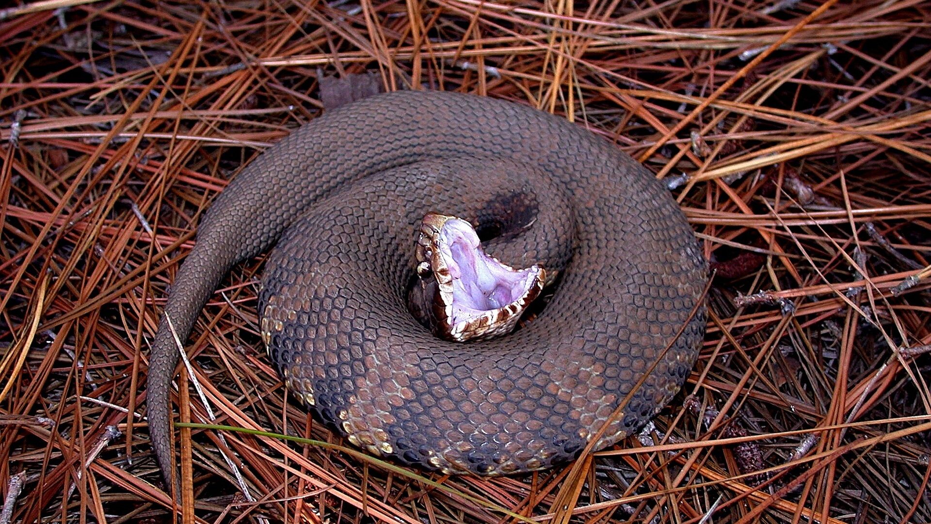 snakes water moccasin cottonmouth