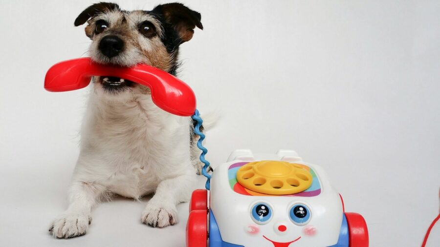 dogphone