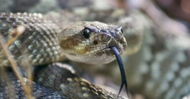 snake rattlesnake