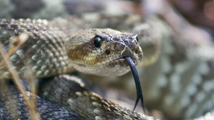 snake rattlesnake