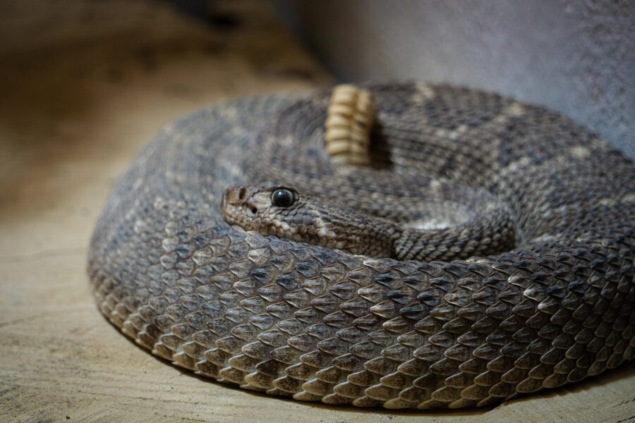 snakes rattlesnake