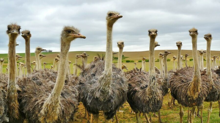 escaped ostriches