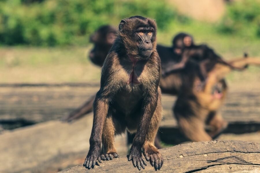 lab monkeys