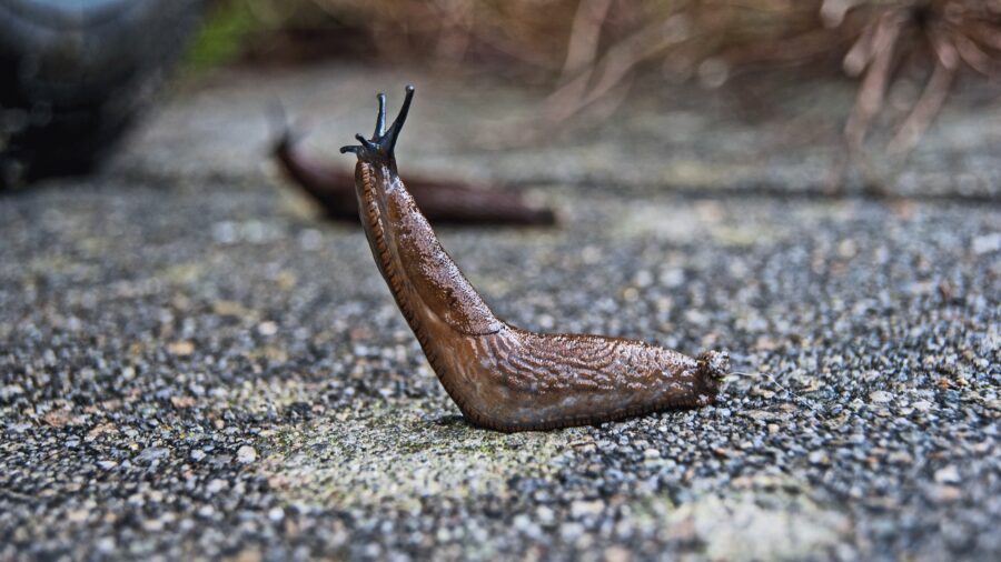 mass extinction slug