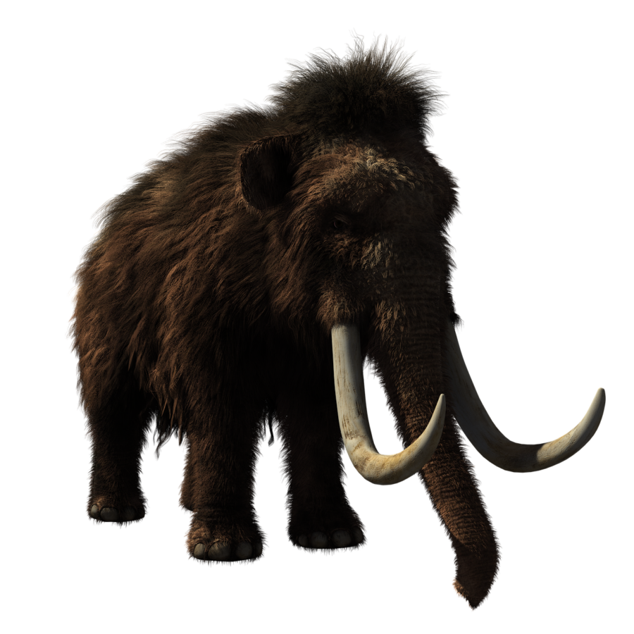 mamut berbulu