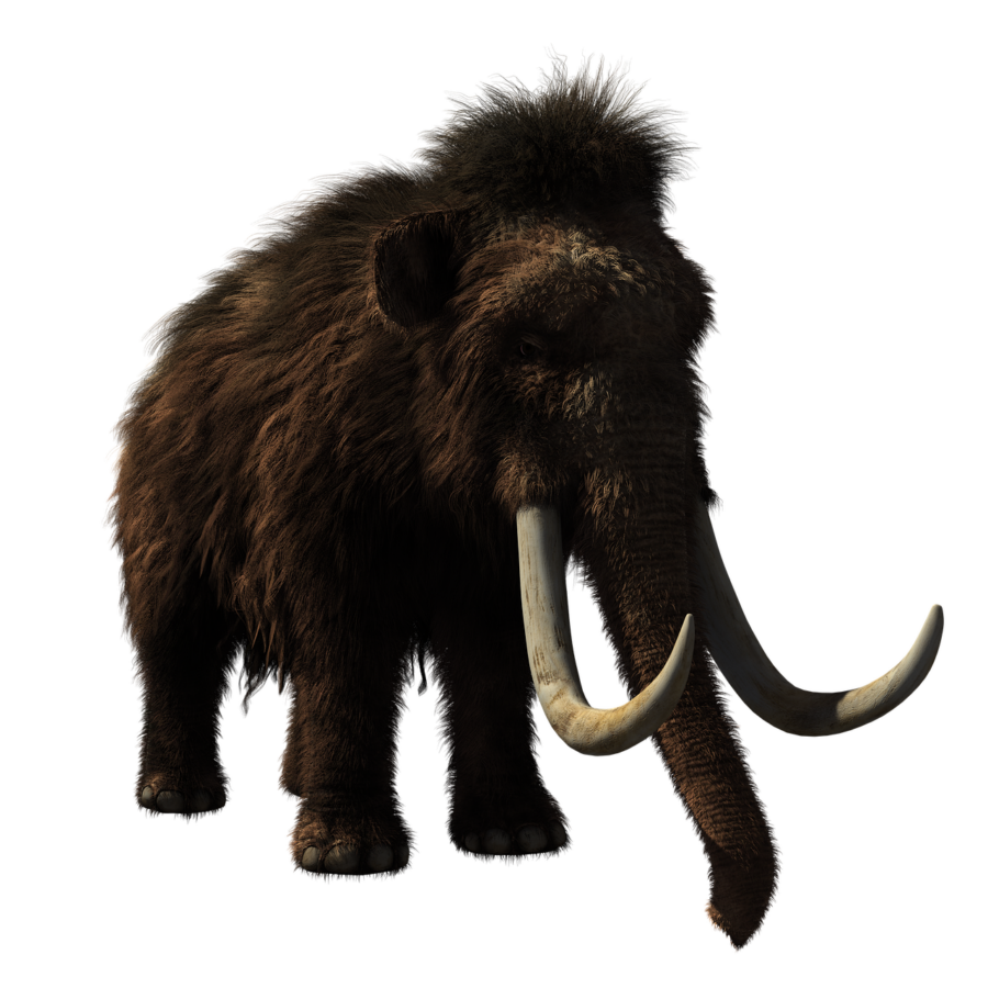 woolly mammoth