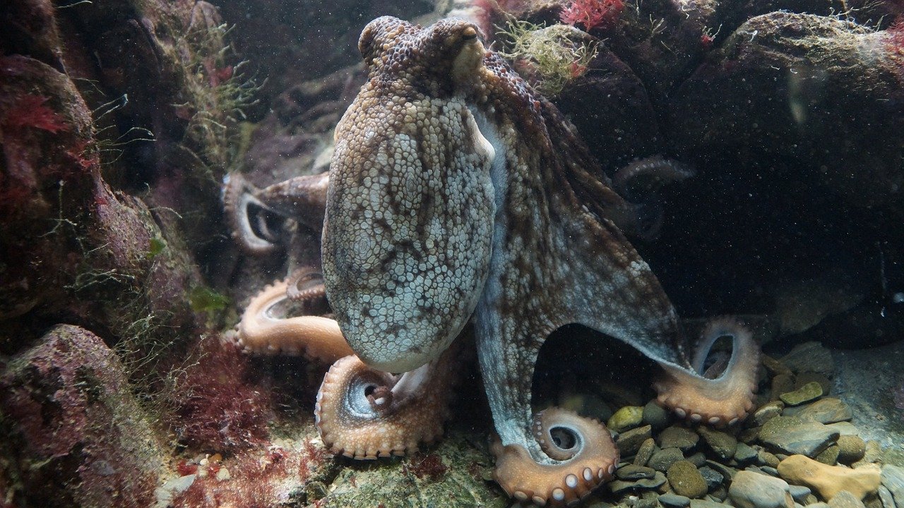 octopus farm