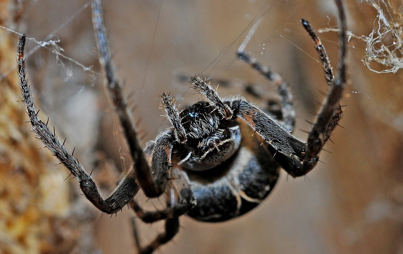 Spiders the size of your hand that can fly for miles? They're coming,  researchers say 