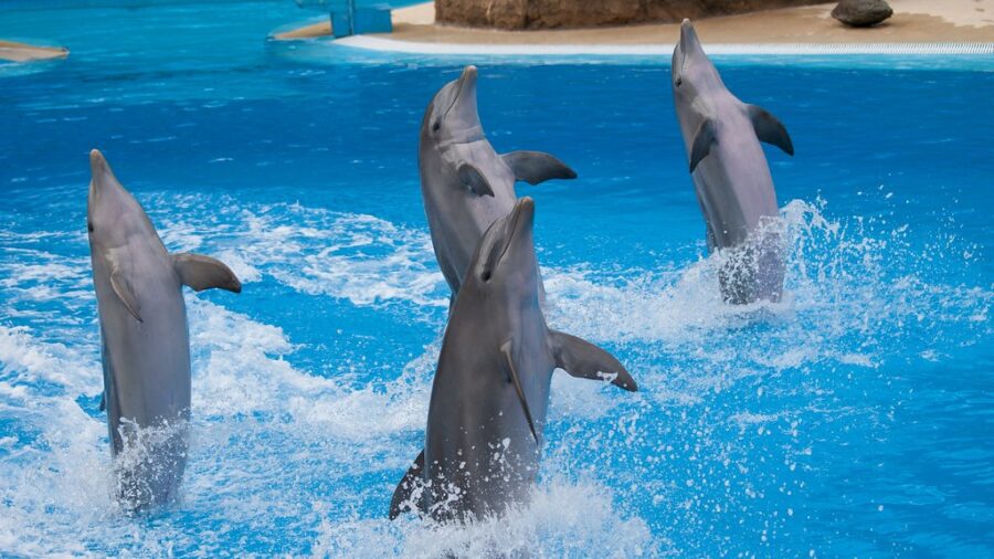 dolphins