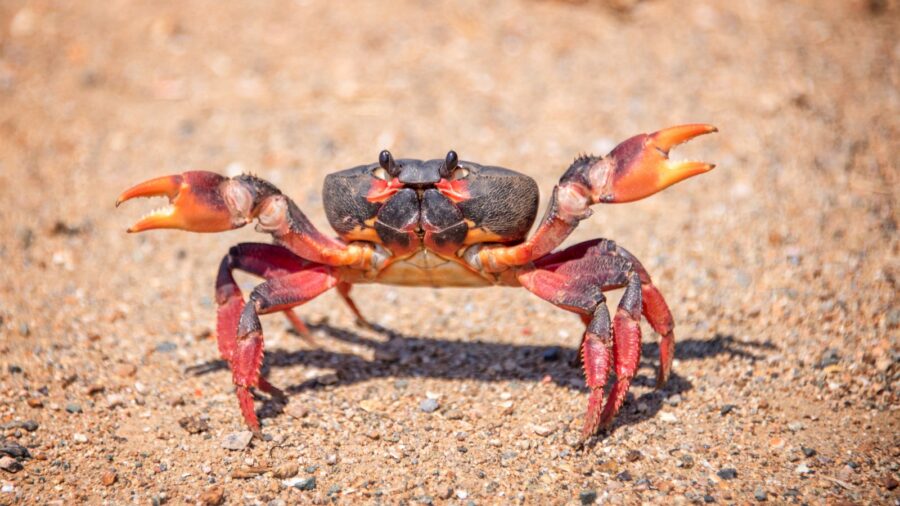 live crab