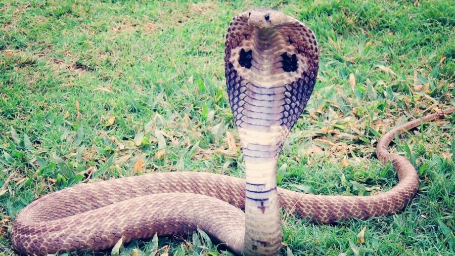 King Cobra Snake