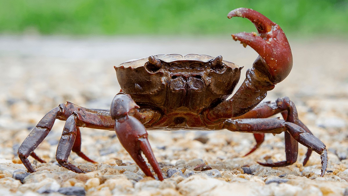 live crab
