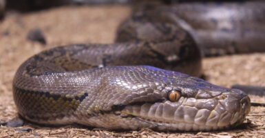python snake