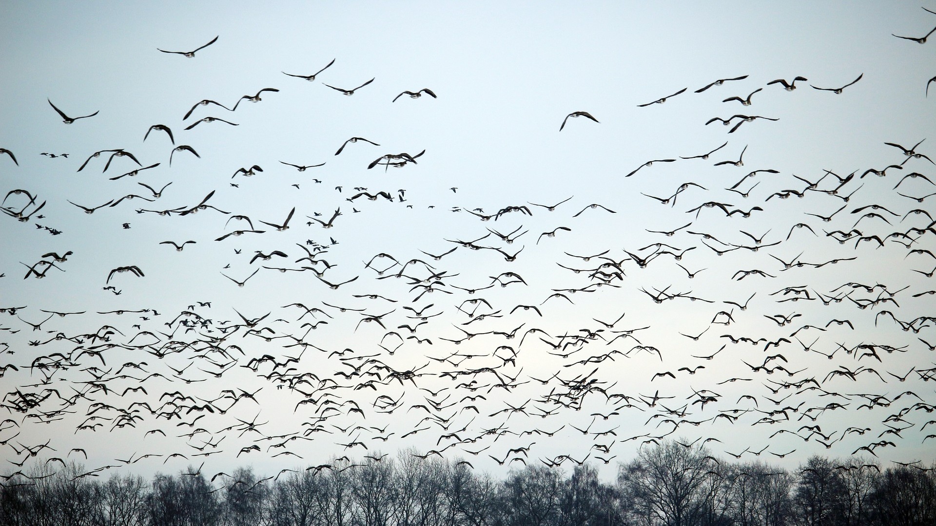 swarm of birds